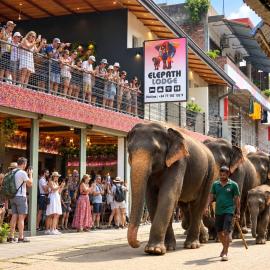 Elepath Lodge Pinnawala-Stay Where Elephants Walk to Bathe, hotel i Pinnawala