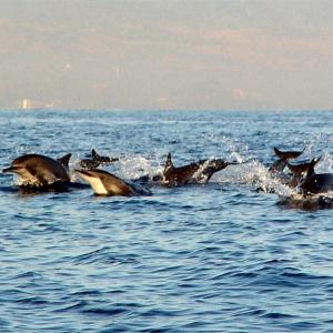 Dolphin Package - Double or Twin Room