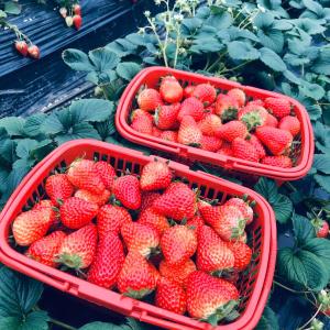Deluxe Queen Room（with 2.5 kilos Strawberry Garden picking) 