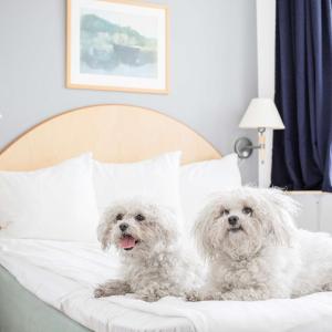 Standard Quadruple Room with Double Bed - Pet-Friendly/Non-Smoking