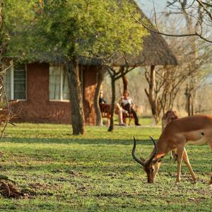 Twin Room - Ndlovu Camp