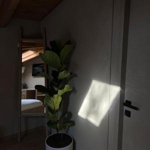Standard Double Room: Shkodra