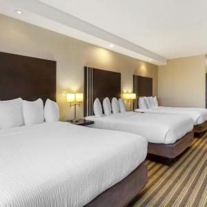 Suite with Three Queen beds