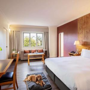 Standard King Room with Courtyard - Pet Friendly