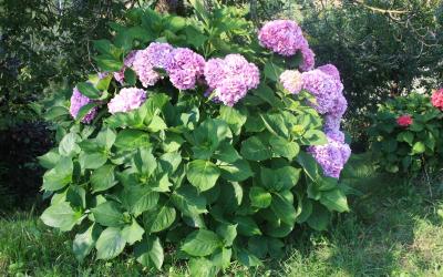 Appartamento Ciclamino con 1 Camera da Letto