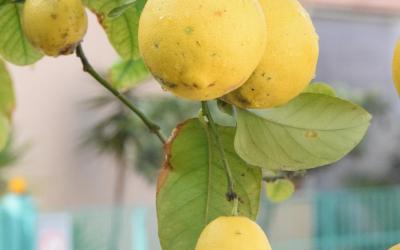 Appartamento - Piano Terra