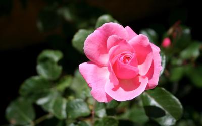 Camera Matrimoniale con Bagno Privato