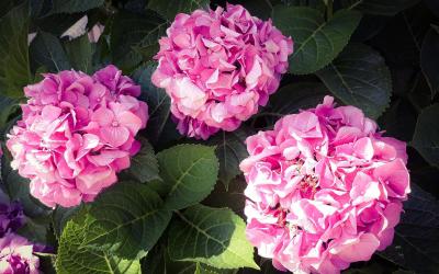 Camera Matrimoniale con Patio