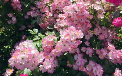 Suite con 1 Camera da Letto