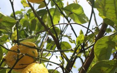 Villa con 3 Camere da Letto