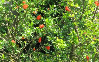 Camera Matrimoniale/Doppia con Letti Singoli con Bagno Privato Esterno