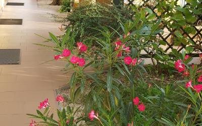 Camera Standard Matrimoniale/Doppia con Letti Singoli