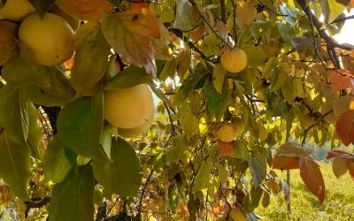 Appartamento con Vista Giardino