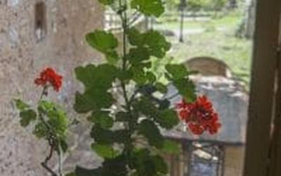 Camera King Superior 