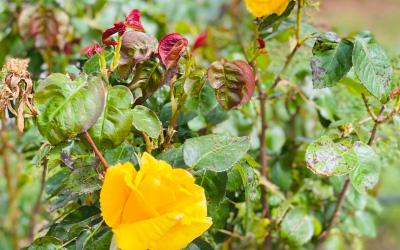 Camera King con Vista Piscina 