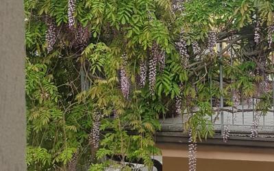 Appartamento con 1 Camera da Letto