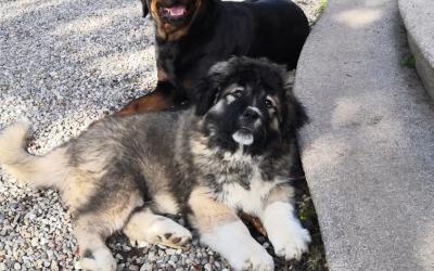 Camera Matrimoniale con Vista Giardino