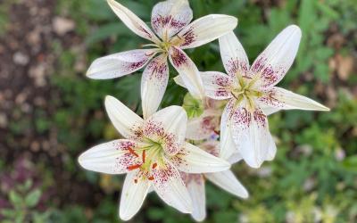 Chambre Quadruple - Vue sur Jardin Chambre Quadruple - Vue sur Jardin