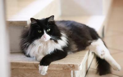 Camera Superior Matrimoniale/Doppia con Letti Singoli 