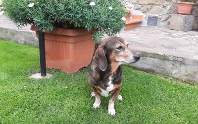 Camera Matrimoniale Standard con Ventilatore