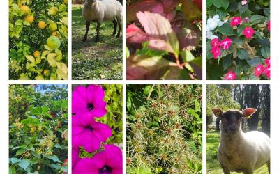 Chambre Familiale Deluxe Chambre Familiale Deluxe