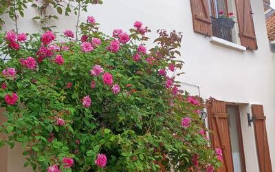 Appartement 1 Chambre