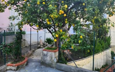 Appartement 1 Chambre - Vue sur Jardin