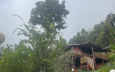 Forest Guesthouse