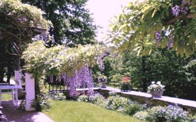 King Room with Garden View