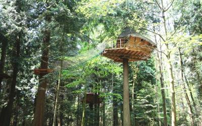 Maison dans l'Arbre (2 Adultes) Maison dans l'Arbre (2 Adultes)