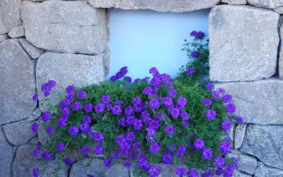 Camera Quadrupla Standard 