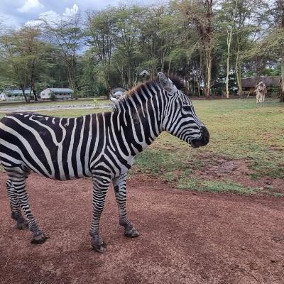 旅遊訂房 坦桑尼亞-蒙杜利 Africa Safari Lake Manyara located inside a wildlife park - 2篇評鑑 評分:7.1