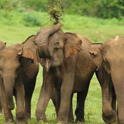 旅遊訂房 斯里蘭卡-烏達瓦拉衛 Wild Animal View Point - 80篇評鑑 評分:9.8