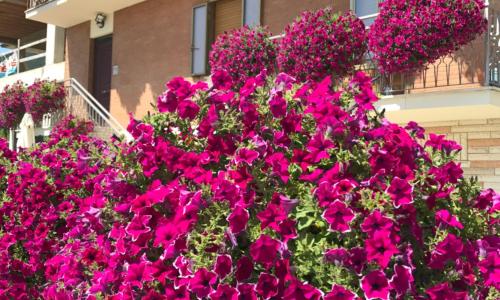 La Signora Dei Fiori