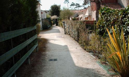 Les pins ensoleilles