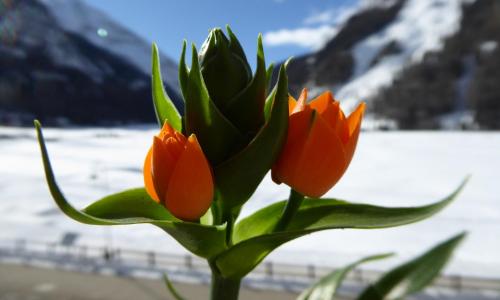 La Maison De Chouflette