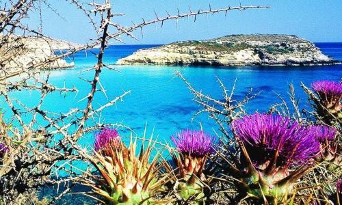 Lampedusa rosamarina