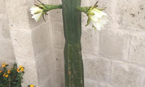 Cactus e ulivi villa a Speziale