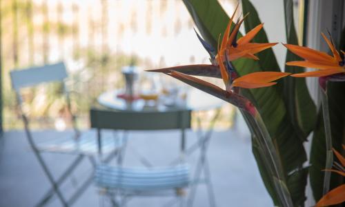 La Strelitzia Cervo Mare