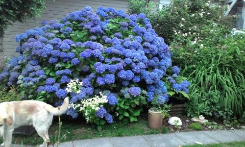 Appartement rdc les flots