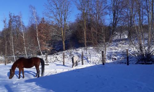 Le Gîte du Cheval Blanc