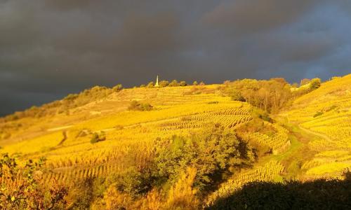 Wine Passion Panoramic