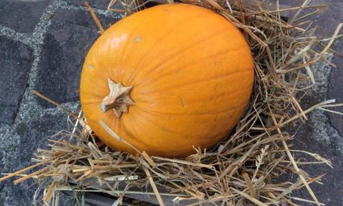 Il Posto dell’Origano