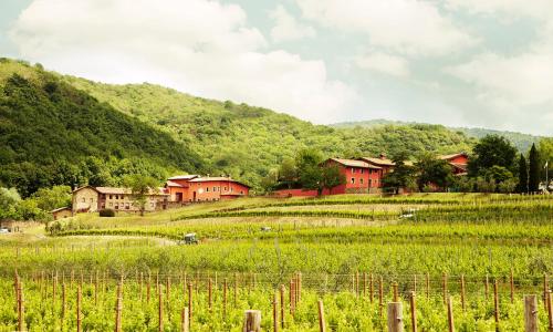 Agriturismo l'Uva e le Stelle
