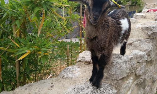 le Mas de la Jardine