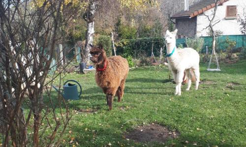 Gite Le Fournial et ses animaux - 5 personnes
