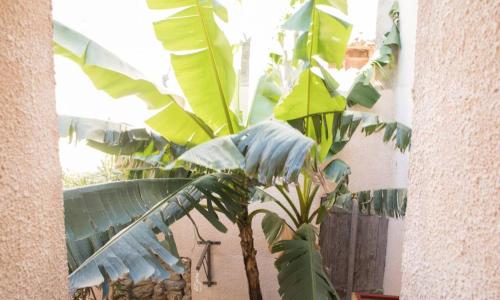 A l'ombre du bananier