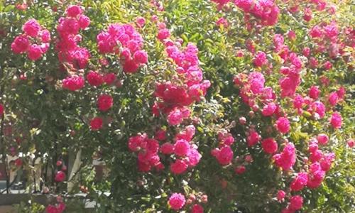 Gîte Romain La Cour Du Puits