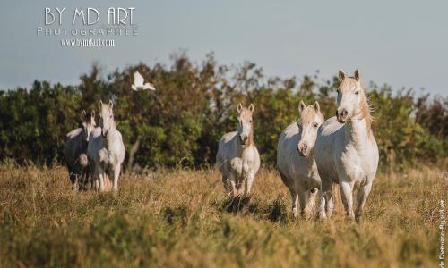 manade Blanc - Gite la Fenière