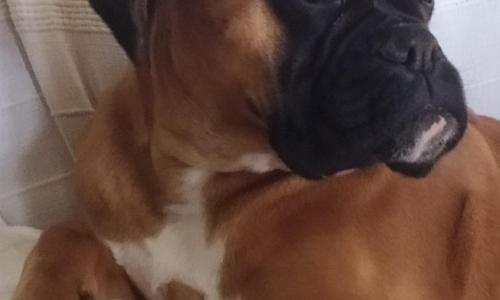 Camere e Appartamenti Baldini Romanita